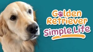 Golden Retriever Simple Life KA